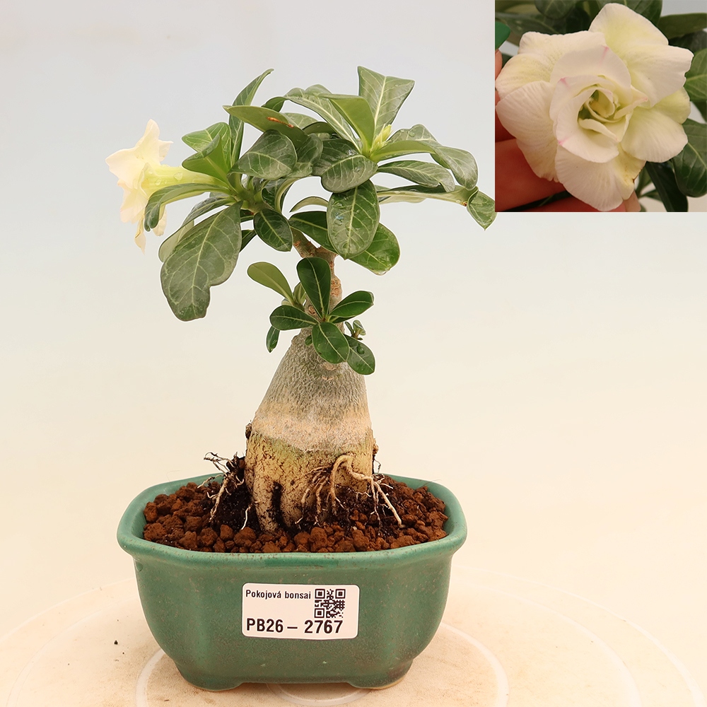 Szobabonsai – Adenium obesum, V.F.S.407-es oltvány – Sivatagi rózsa