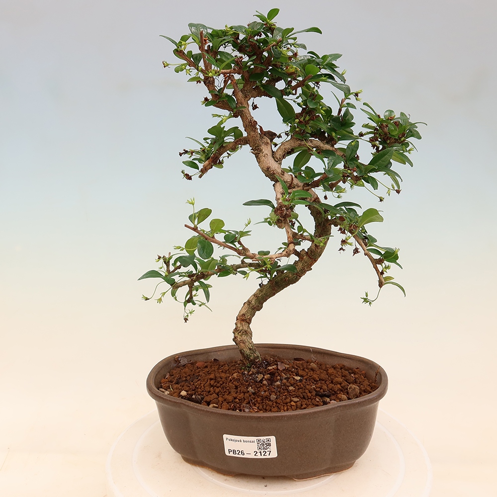 Szobai bonsai - Carmona macrophylla - Tea fuki