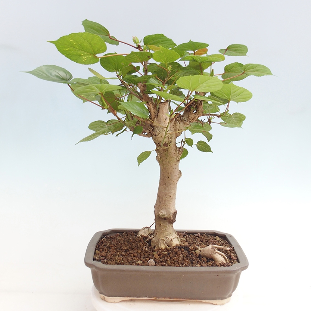 Beltéri bonsai - Hibiscus tiliaceus - tengeri hibiszkusz