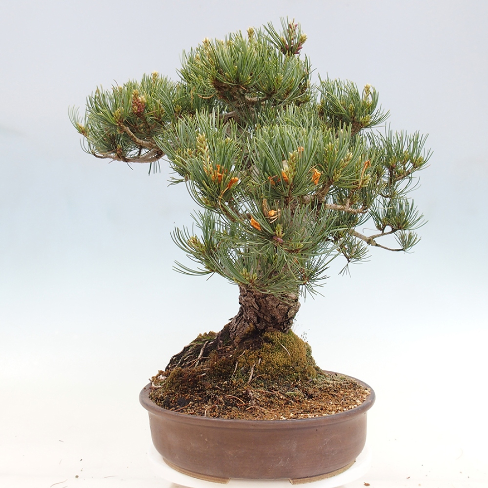 Kültéri bonsai - Pinus parviflora - Pinus parviflora