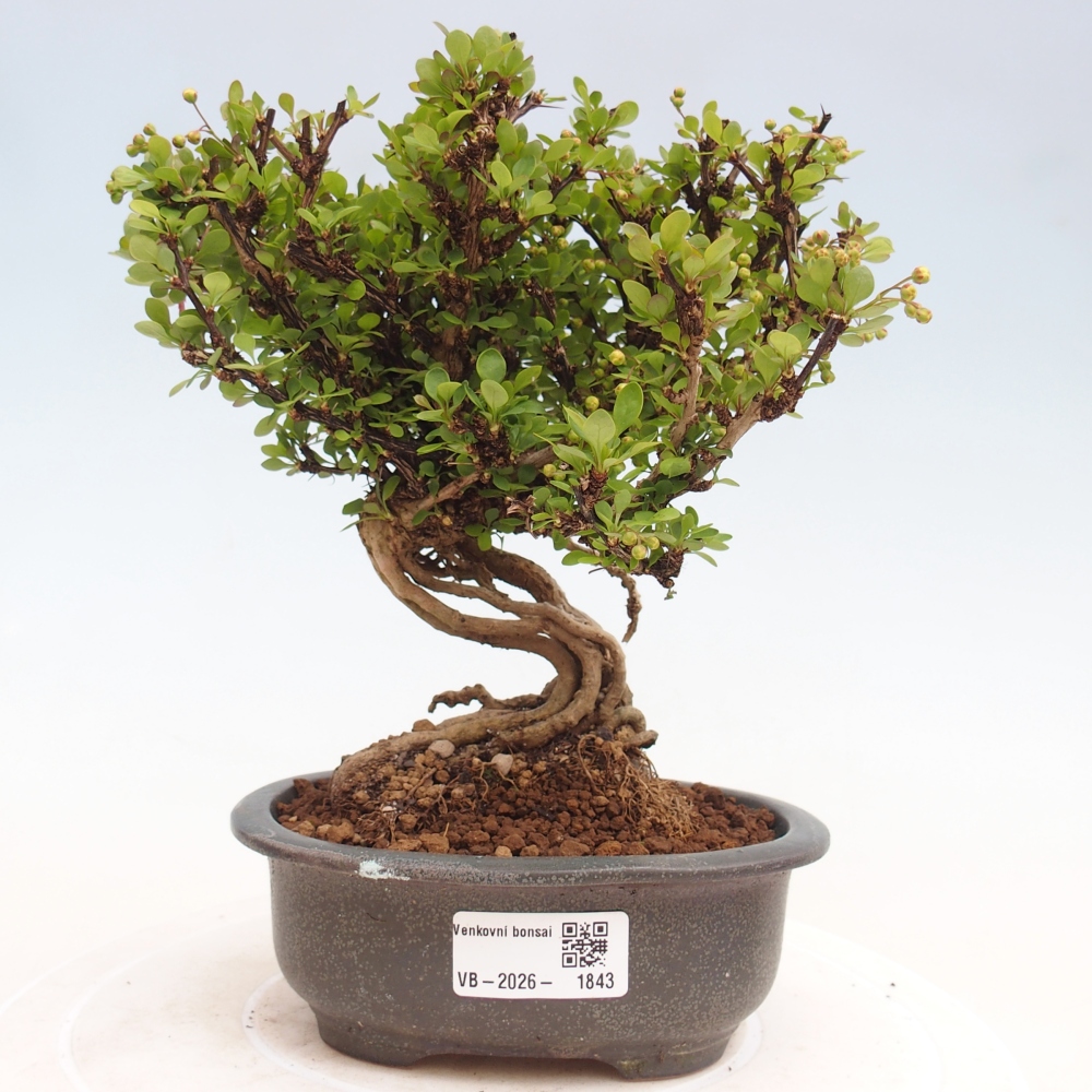 Kültéri bonsai - Berberis coreana