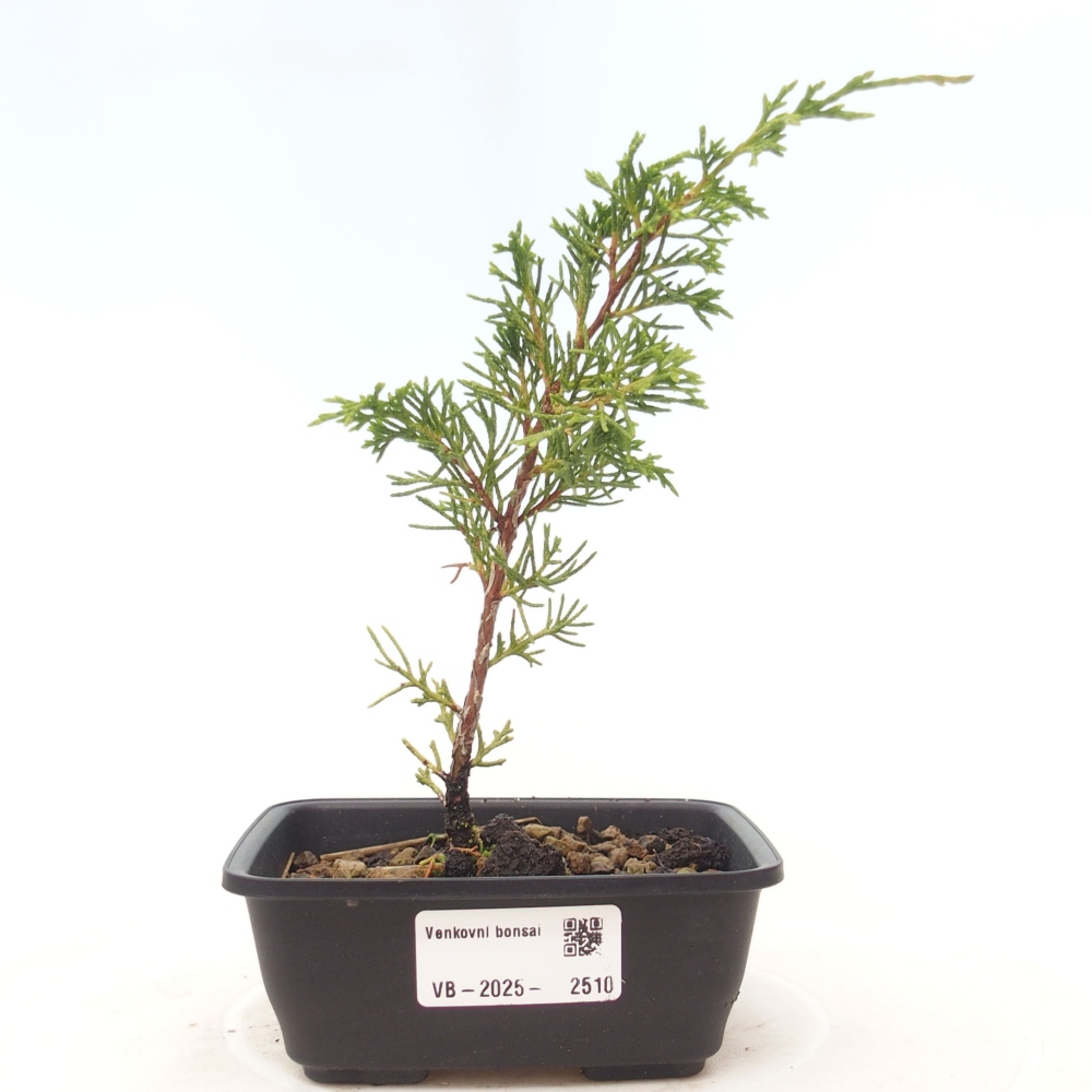 Kültéri bonsai - Juniperus chinensis Itoigawa