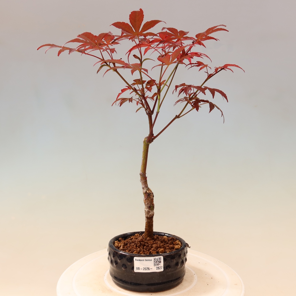 Kültéri bonsai - Acer pálma. Atropurpureum-Javor palmate