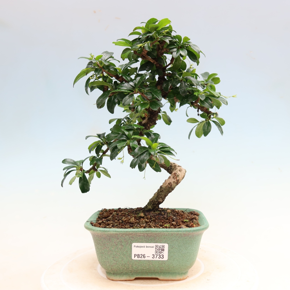 Szobai bonsai - Carmona macrophylla - Tea fuki