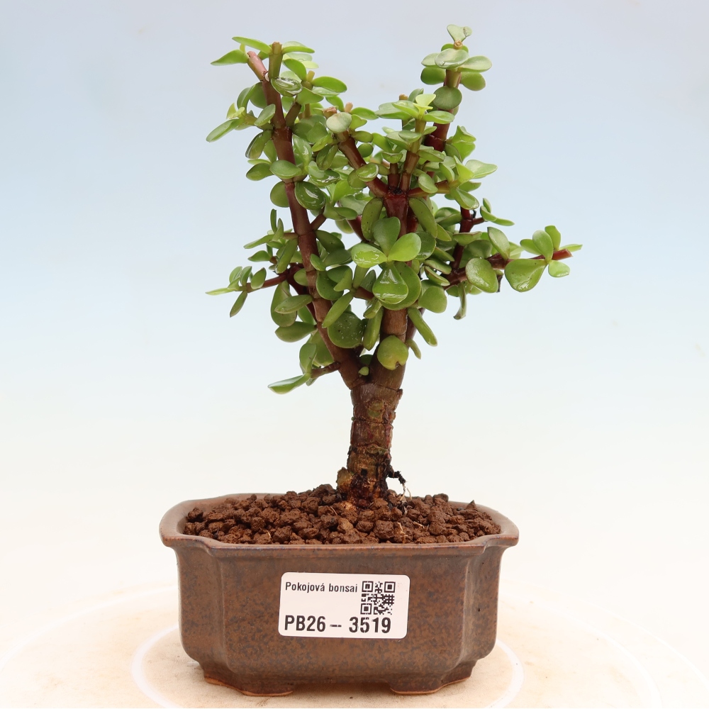 Szoba bonsai - Portulakaria Afra - Tlustice