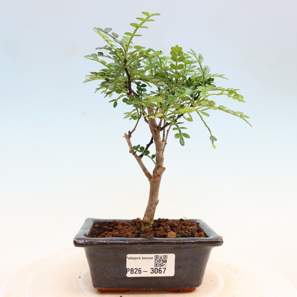 Szobai bonsai - Zantoxylum piperitum - borsfa