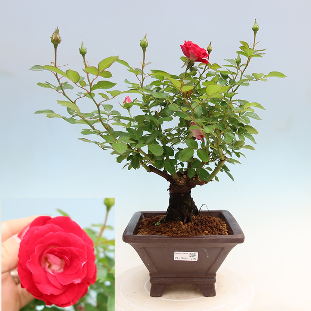Kültéri bonsai - Rosa Kordes - rózsa