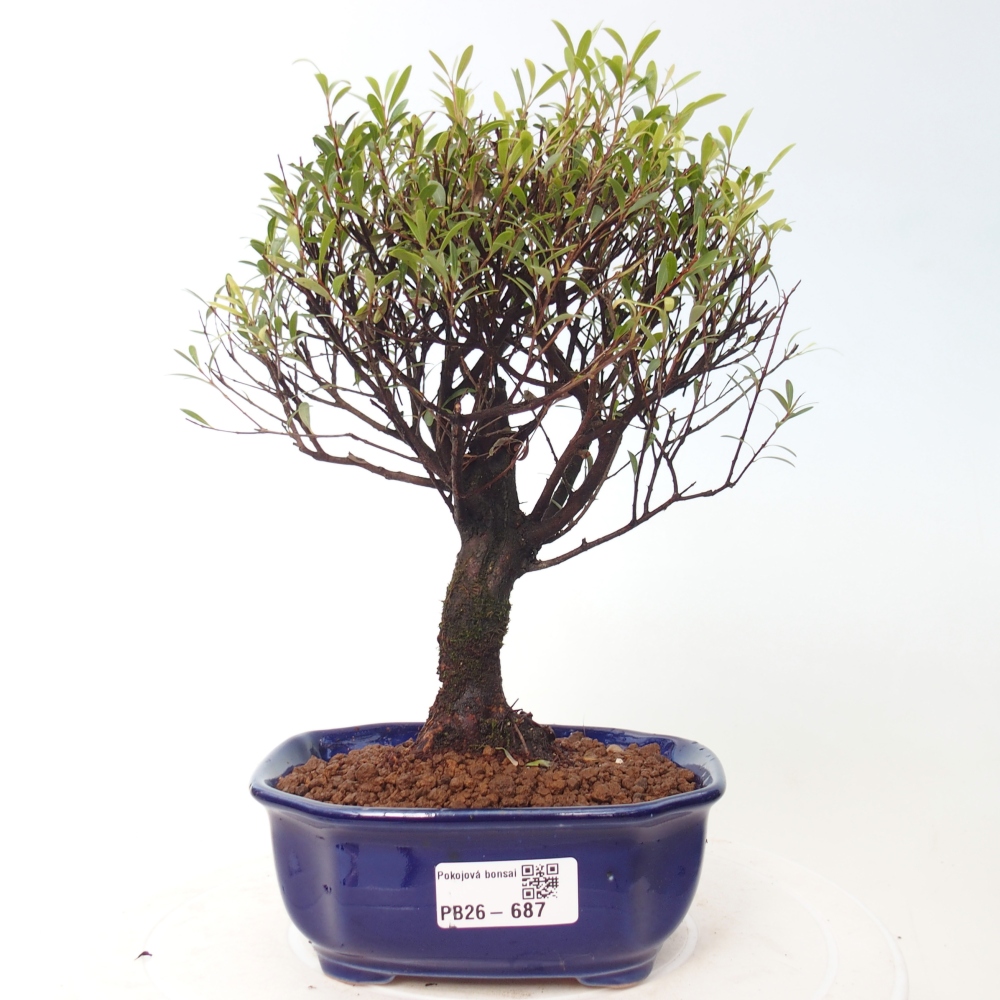 Szobai bonsai - Syzygium - Pimento
