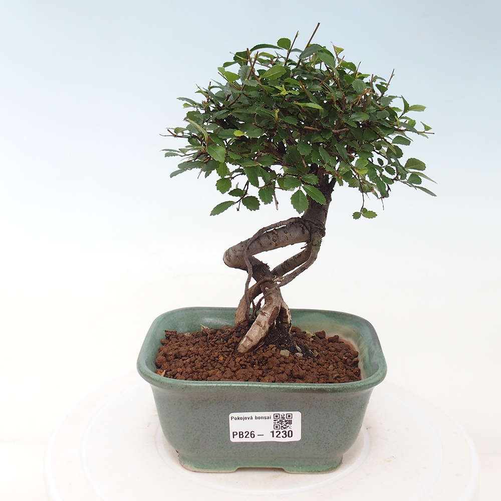 Szobai bonsai - Ulmus parvifolia - Kislevelű szilfa