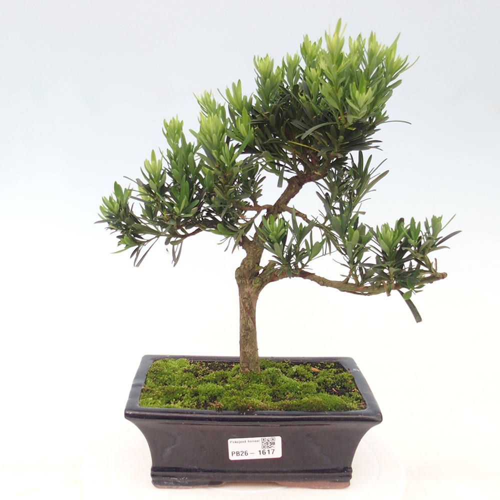 Szobai bonsai - Podocarpus - Kőtiszafa