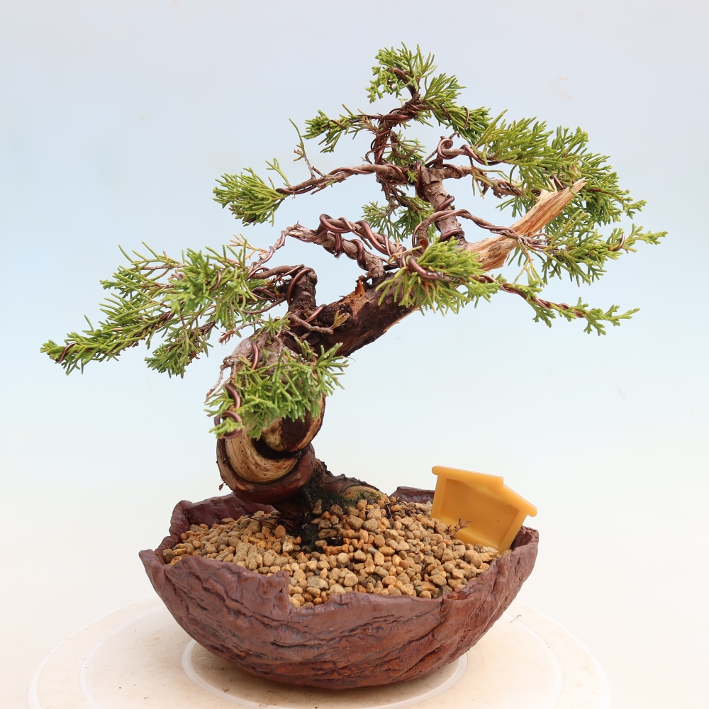 Kültéri bonsai - Juniperus chinensis Itoigawa-Juniperus chinensis