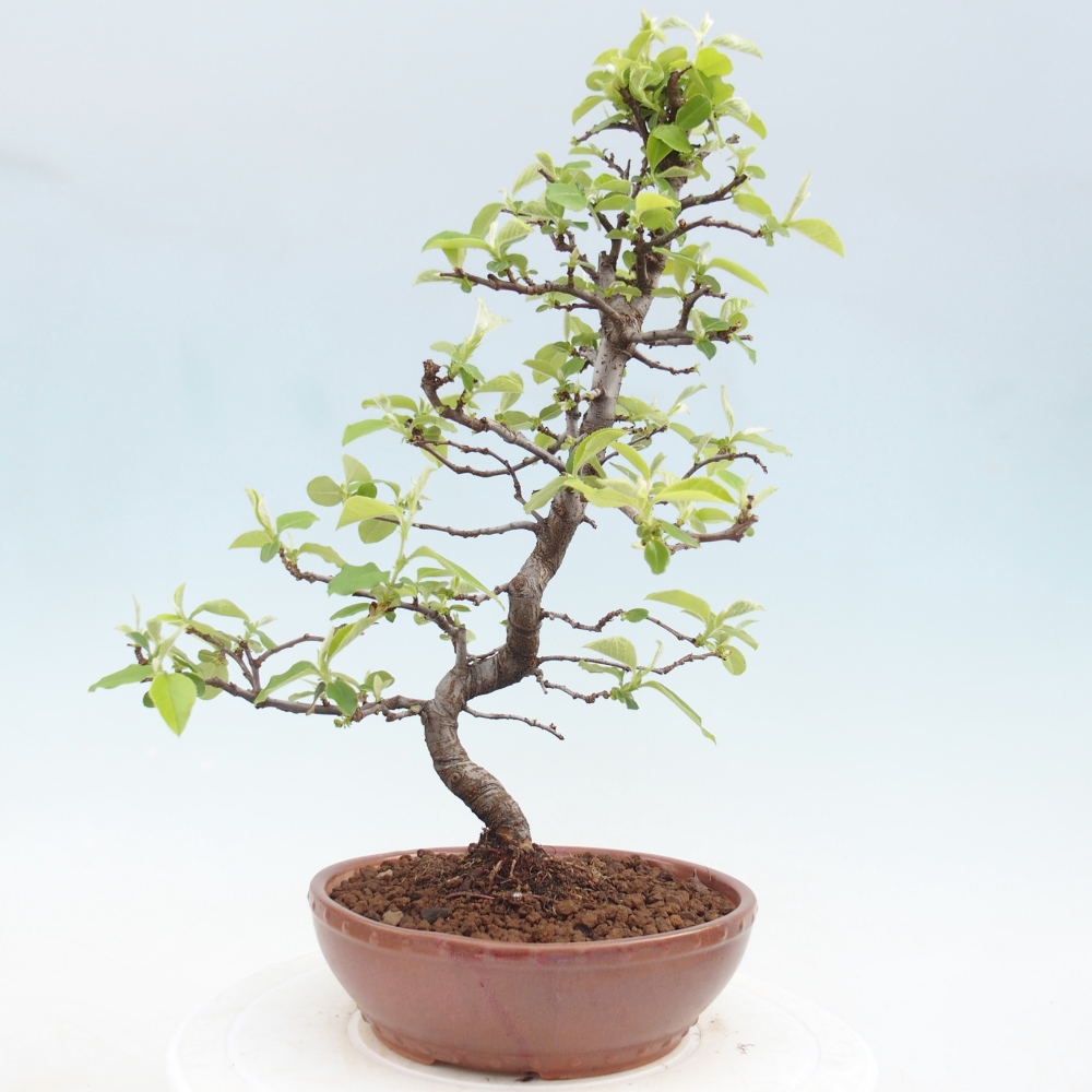 Kültéri bonsai - Chaneomeles chinensis