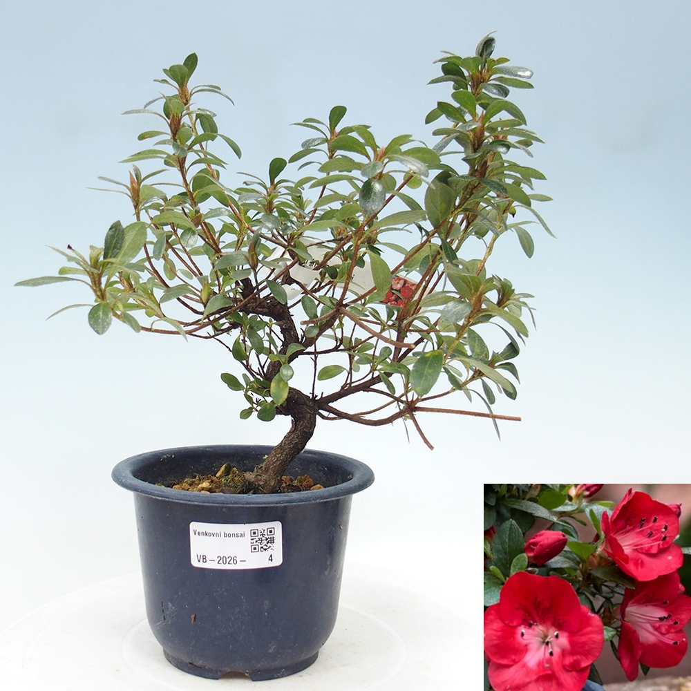 Kültéri bonsai - Japán azálea - Azalea Benibeni