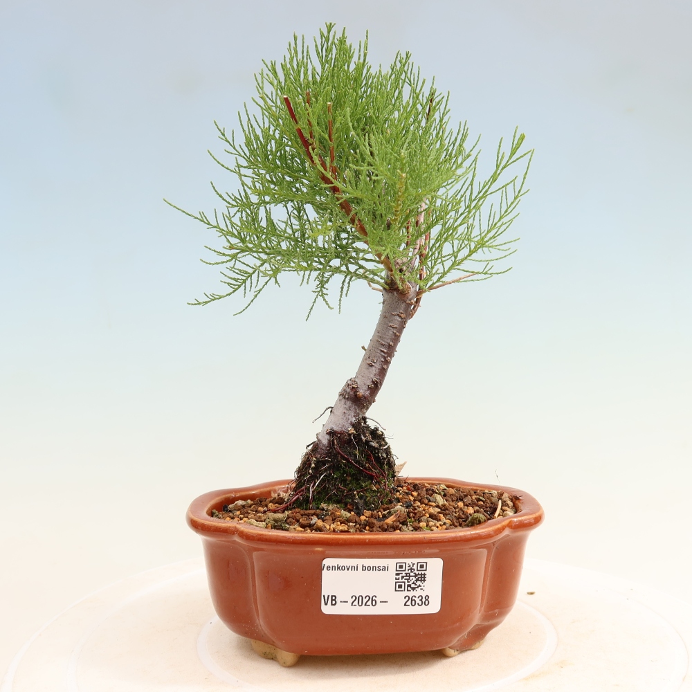 Kültéri bonsai - Tamariszkusz - Tamarix