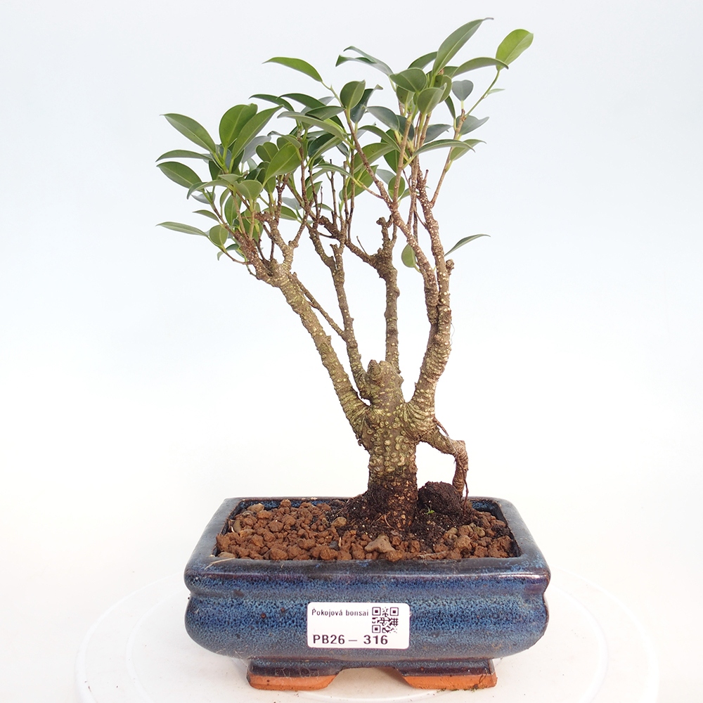 Szobai bonsai - Ficus retusa - kislevelű fikusz