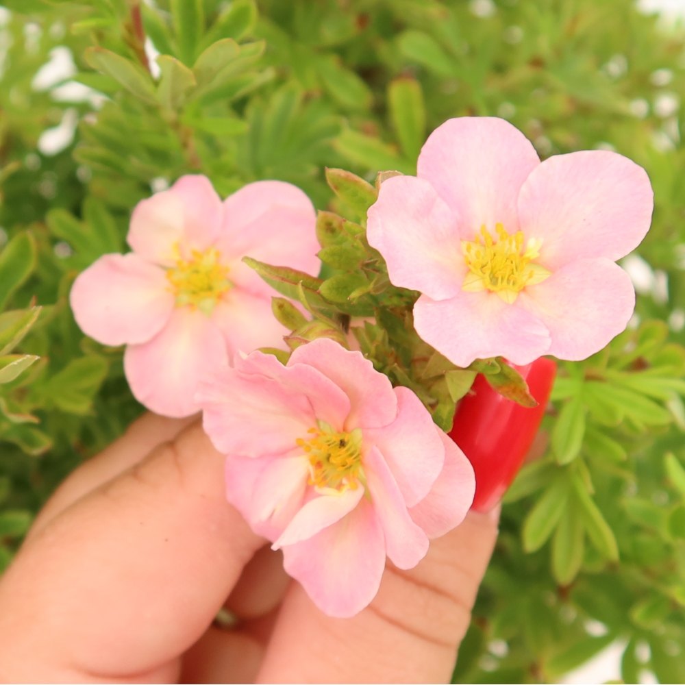 Kültéri bonsai – Cserjés potentilla – Potentila fruticosa Bellissima