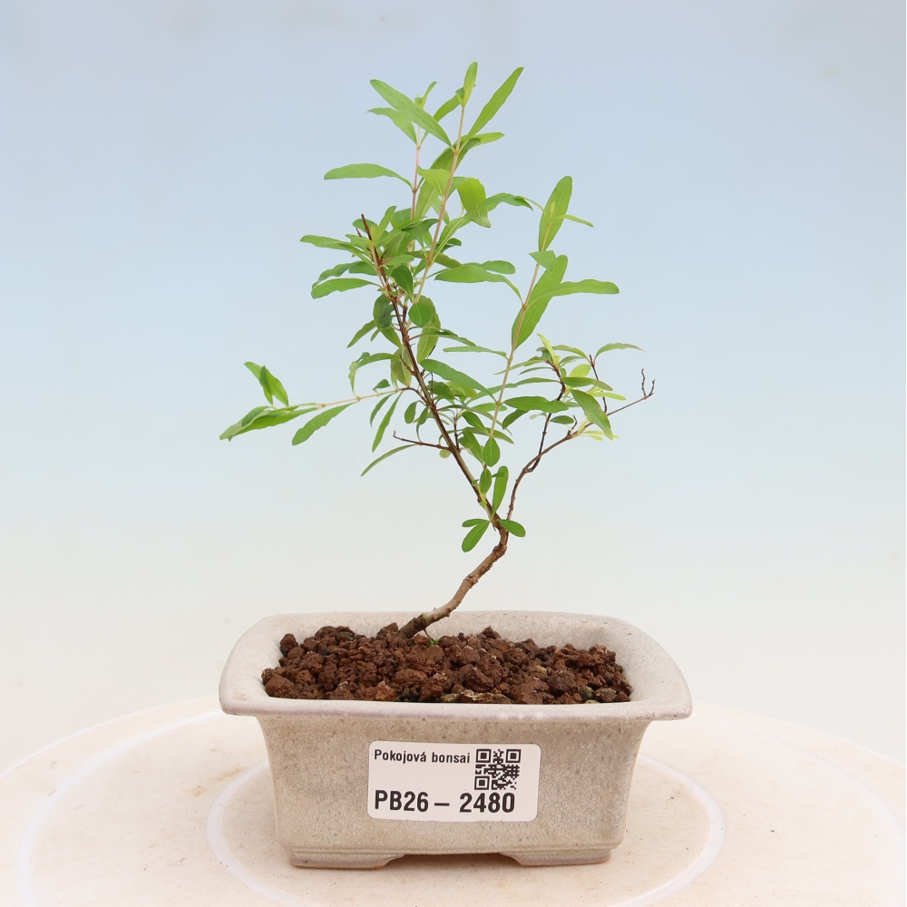 Szobai bonsai-PUNICA granatum nana-gránátalma