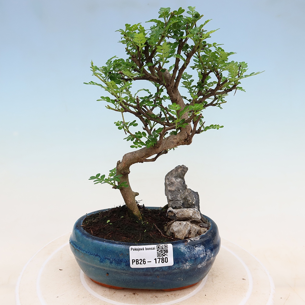 Szobai bonsai - Zantoxylum piperitum - borsfa