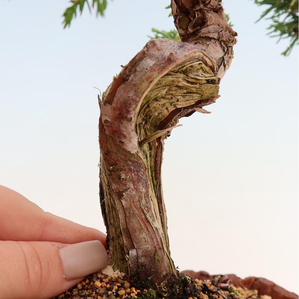 Kültéri bonsai - Juniperus chinensis Itoigawa-Juniperus chinensis