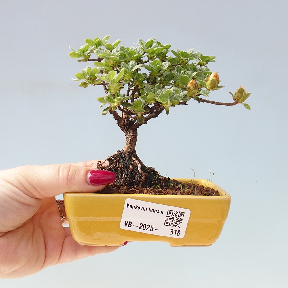 Kültéri bonsai - Rhododendron indicum - japán azálea