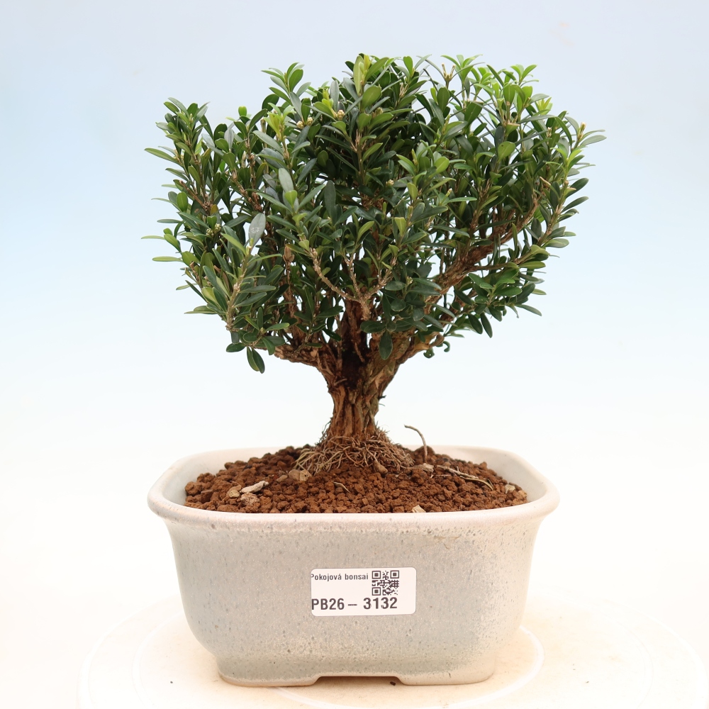 Szobai bonsai - Buxus harlandii - parafa buxus