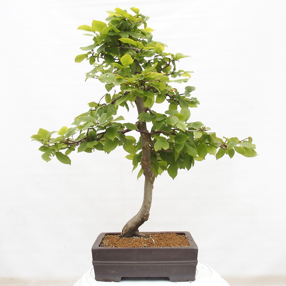Kültéri bonsai - gyertyán - Carpinus betulus