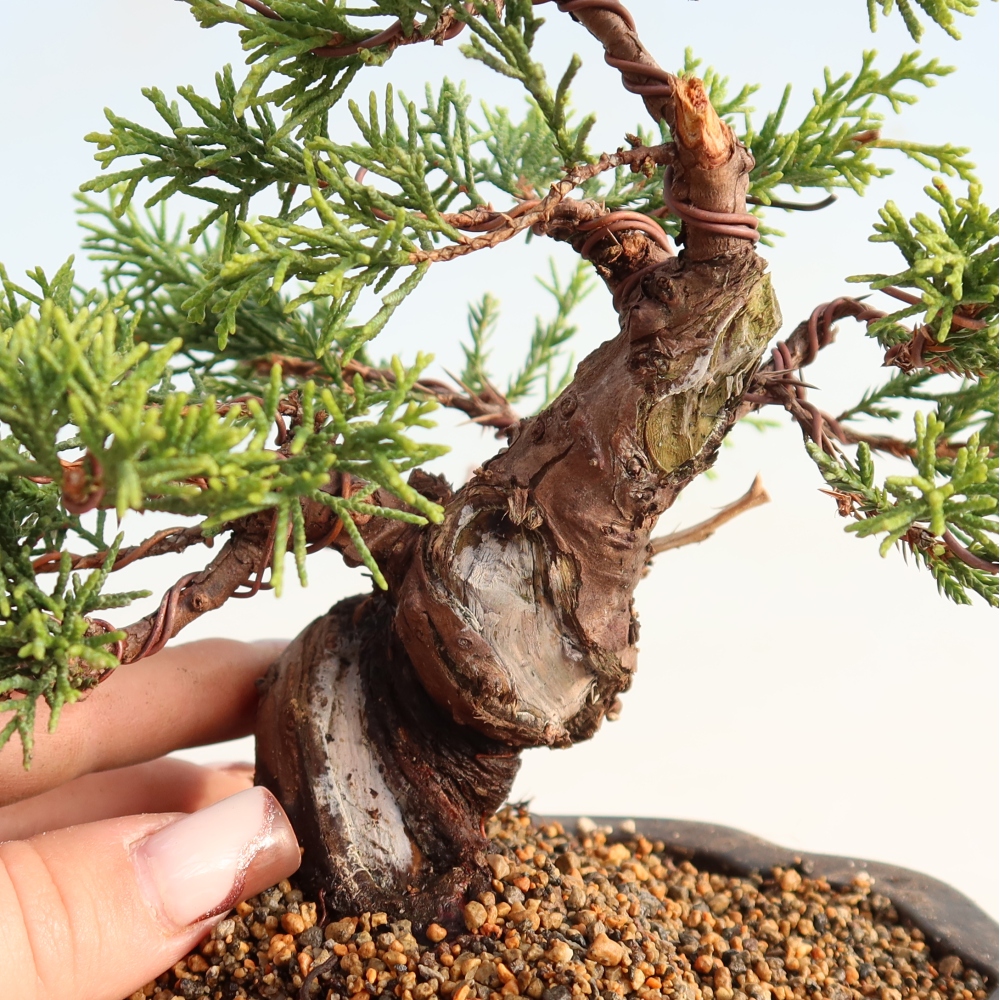 Kültéri bonsai - Juniperus chinensis Itoigawa