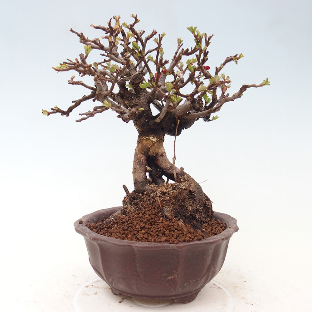 Kültéri bonsai - Chaneomeles speciosa - birs