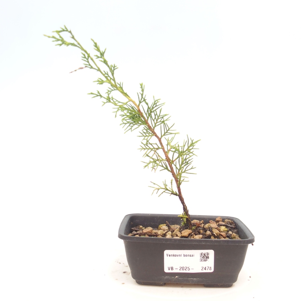 Kültéri bonsai - Juniperus chinensis Itoigawa