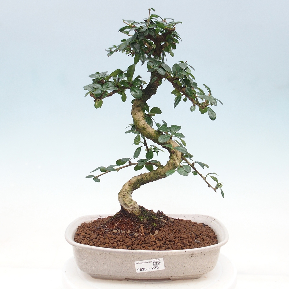 Szobai bonsai - Carmona macrophylla - Tea fuki