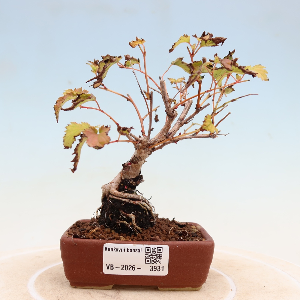 Kültéri bonsai – Stephanandra incisa – Hajlított koronás