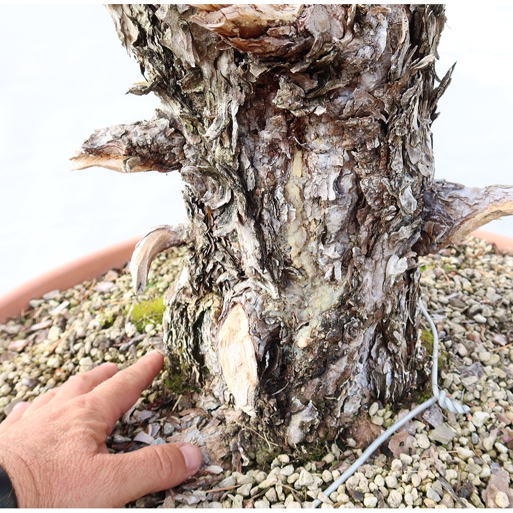 Pinus sylvestris Spanyolország – erdei fenyő