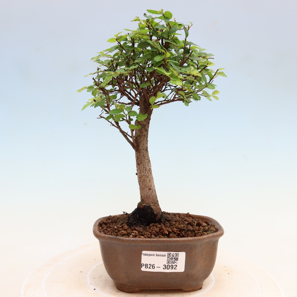 Szobai bonsai - Ulmus parvifolia - Kislevelű szilfa