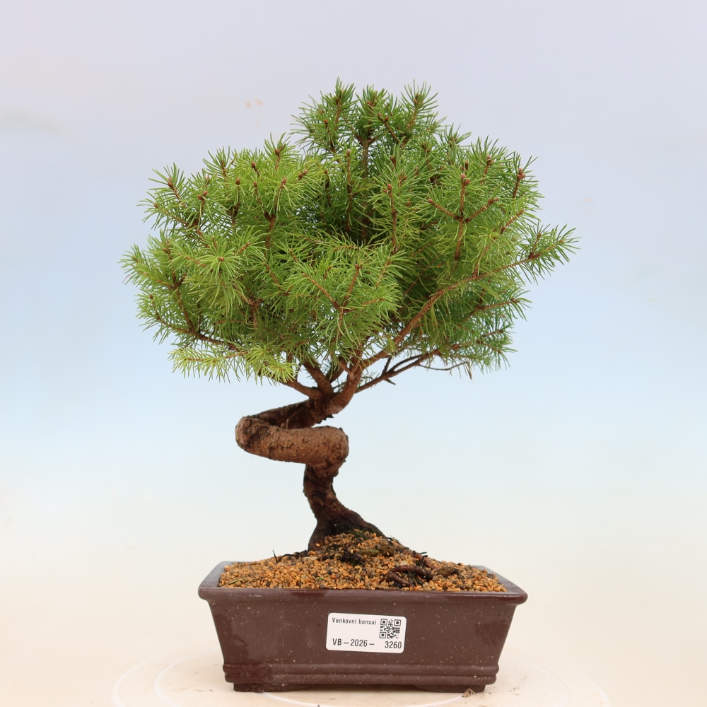 Kültéri bonsai - lucfenyő - Picea glauca globe
