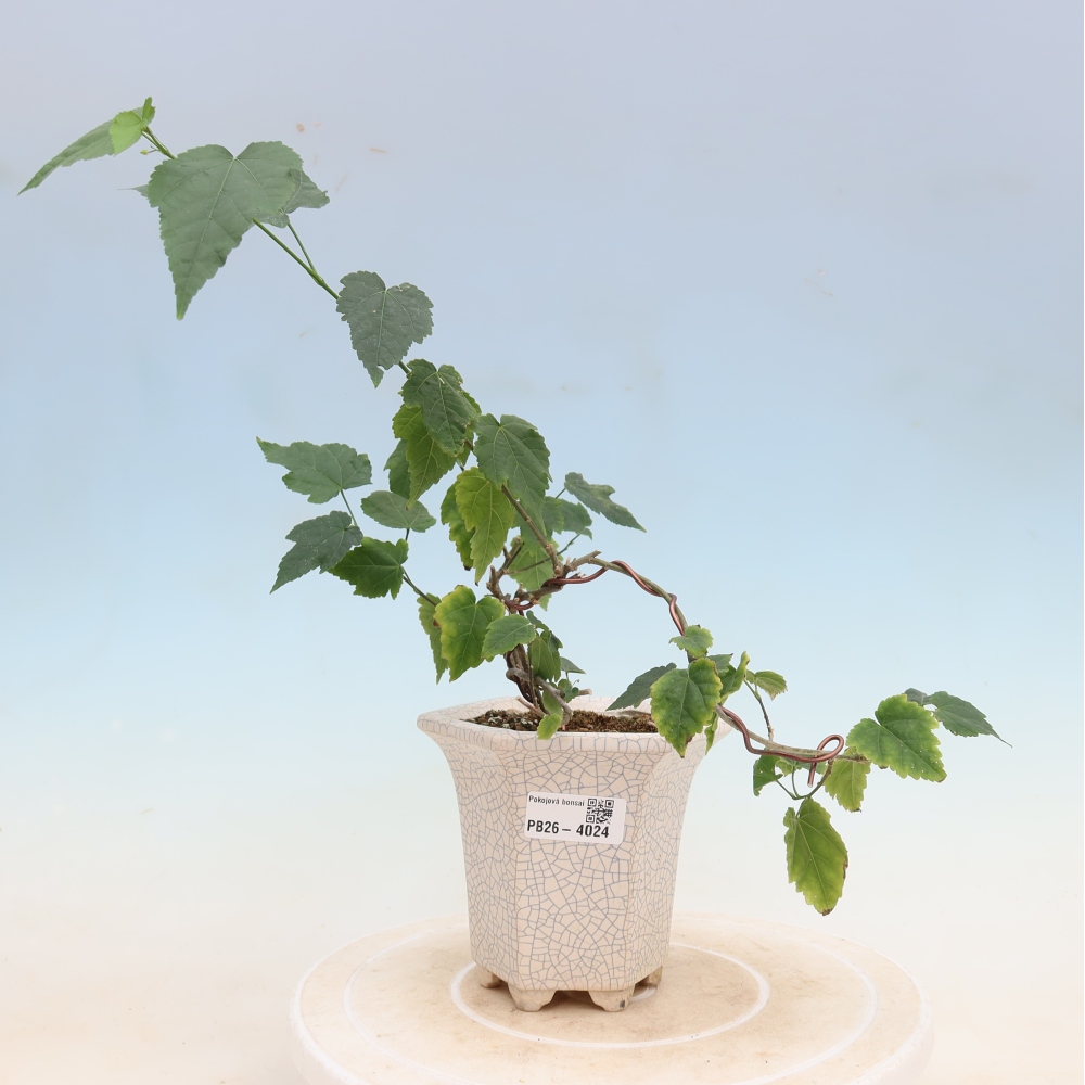 Beltéri bonsai - Abutilon Big Bell - Felhőbogyó