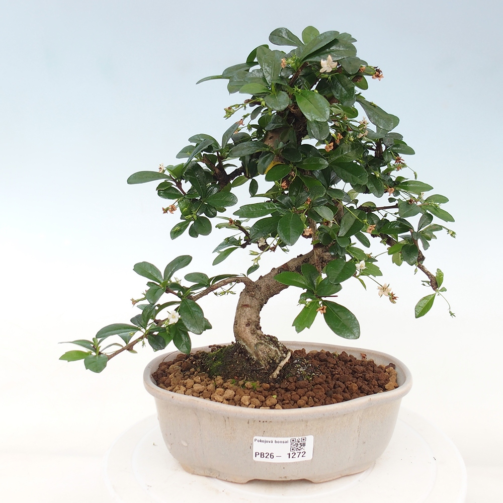 Szobai bonsai - Carmona macrophylla - Tea fuki
