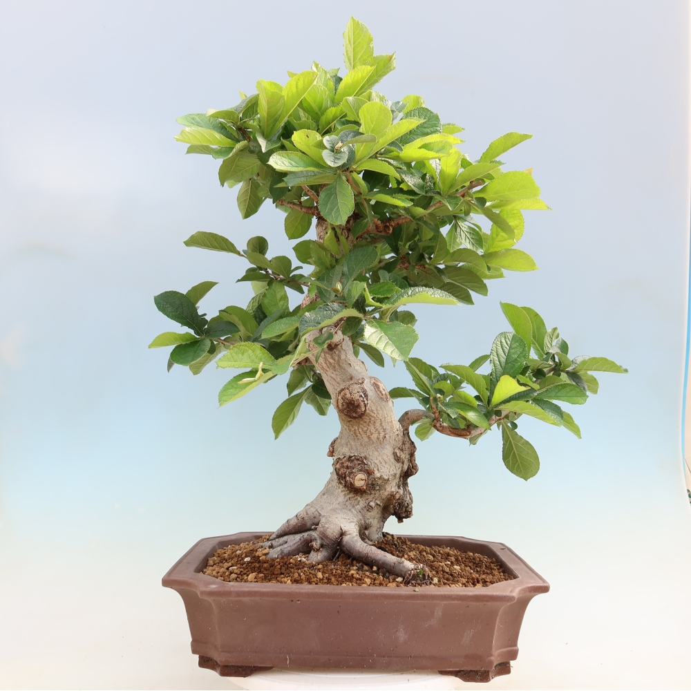 Kültéri bonsai - Photinia villosa