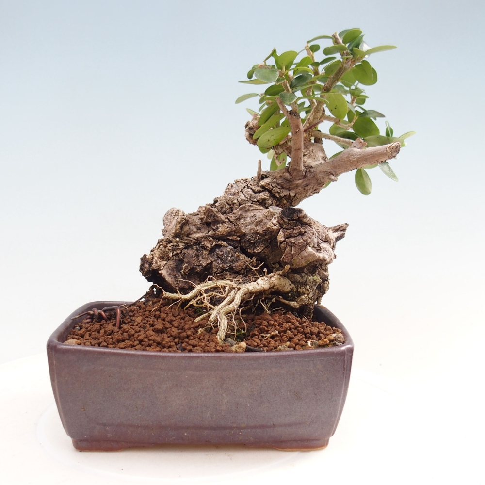 Beltéri bonsai - Olea europaea sylvestris