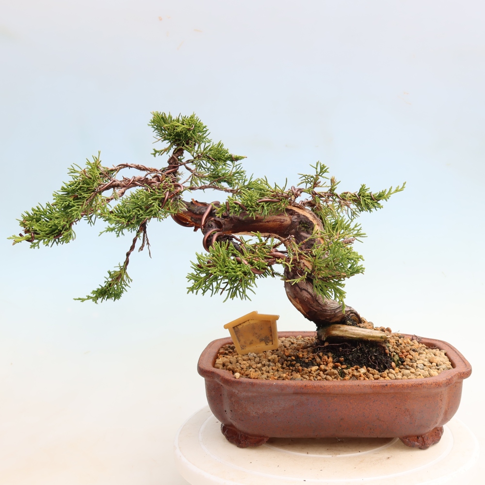 Kültéri bonsai - Juniperus chinensis Itoigawa-Juniperus chinensis