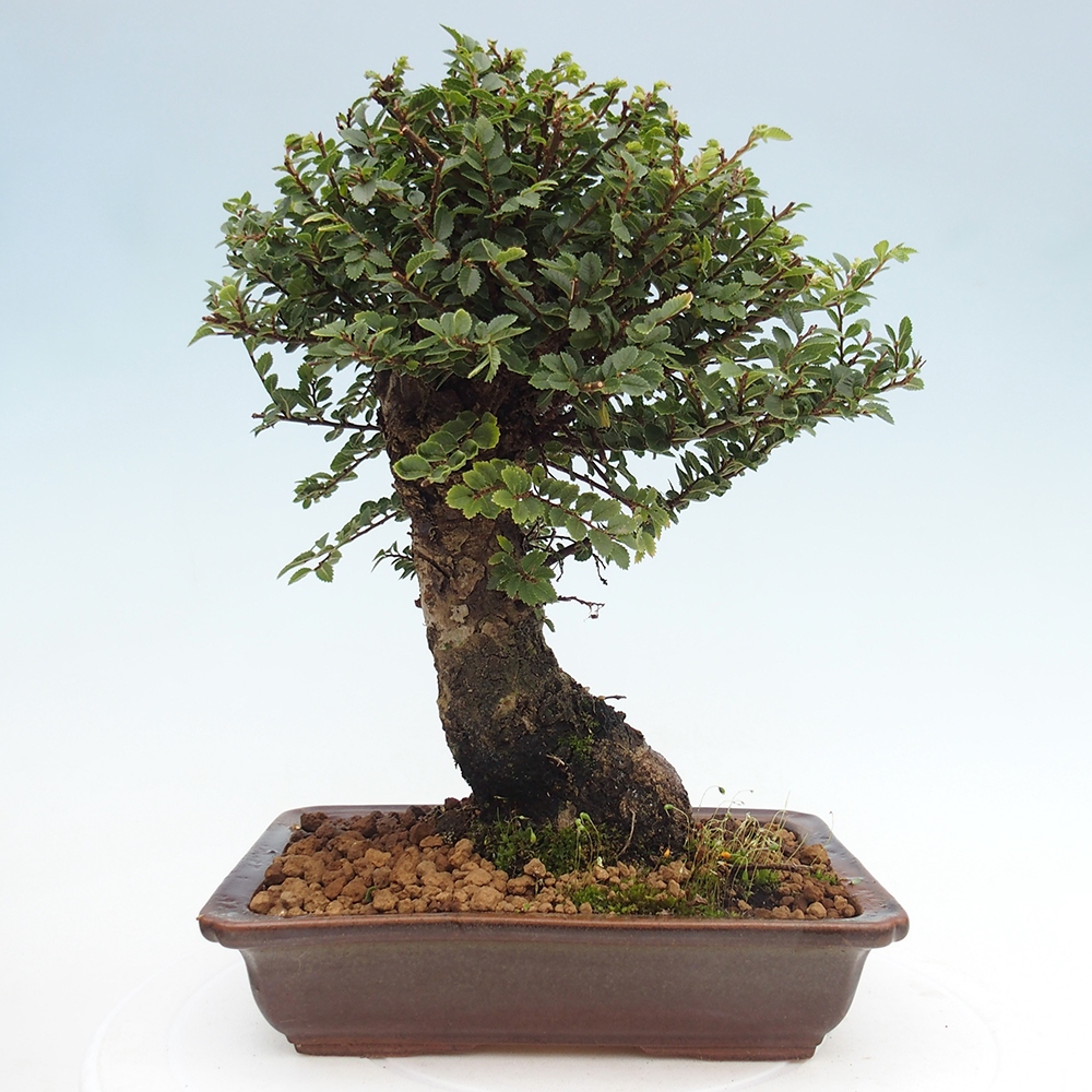 Kültéri bonsai - Ulmus parvifolia Hokkaido - Kínai szil - Ulmus parvifolia Hokkaido