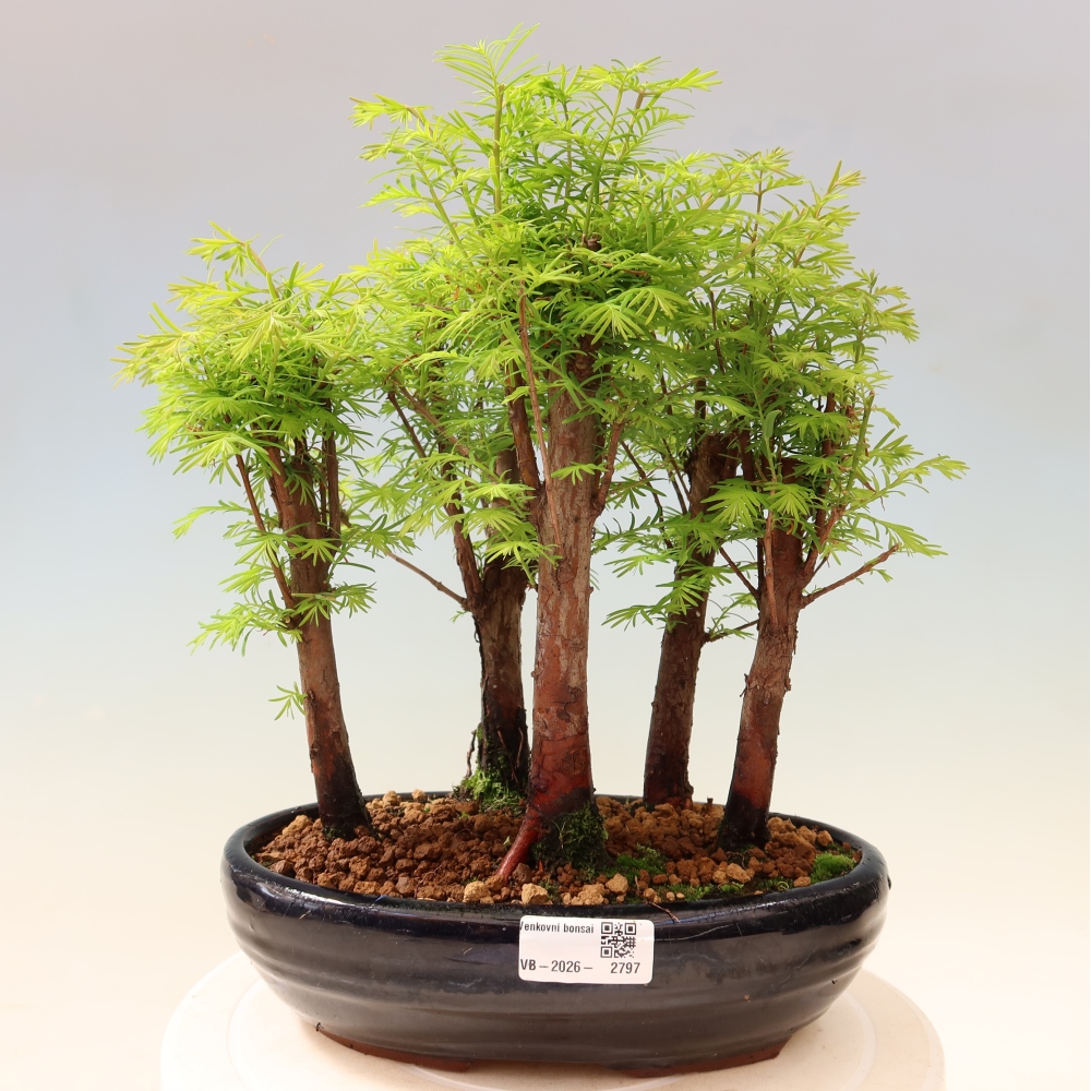 Kültéri bonsai – Metasequoia glyptostroboides – kínai metasequoia – kis erdő