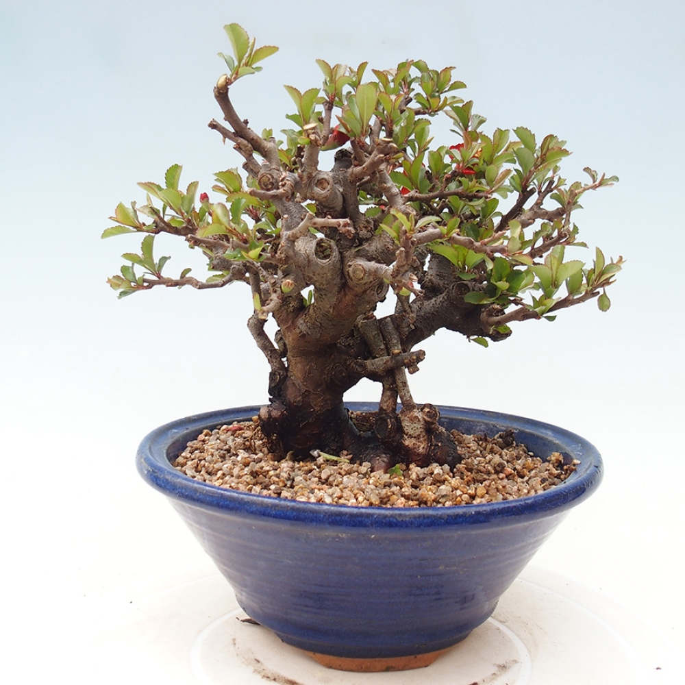 Kültéri bonsai - Chaneomeles speciosa - birs