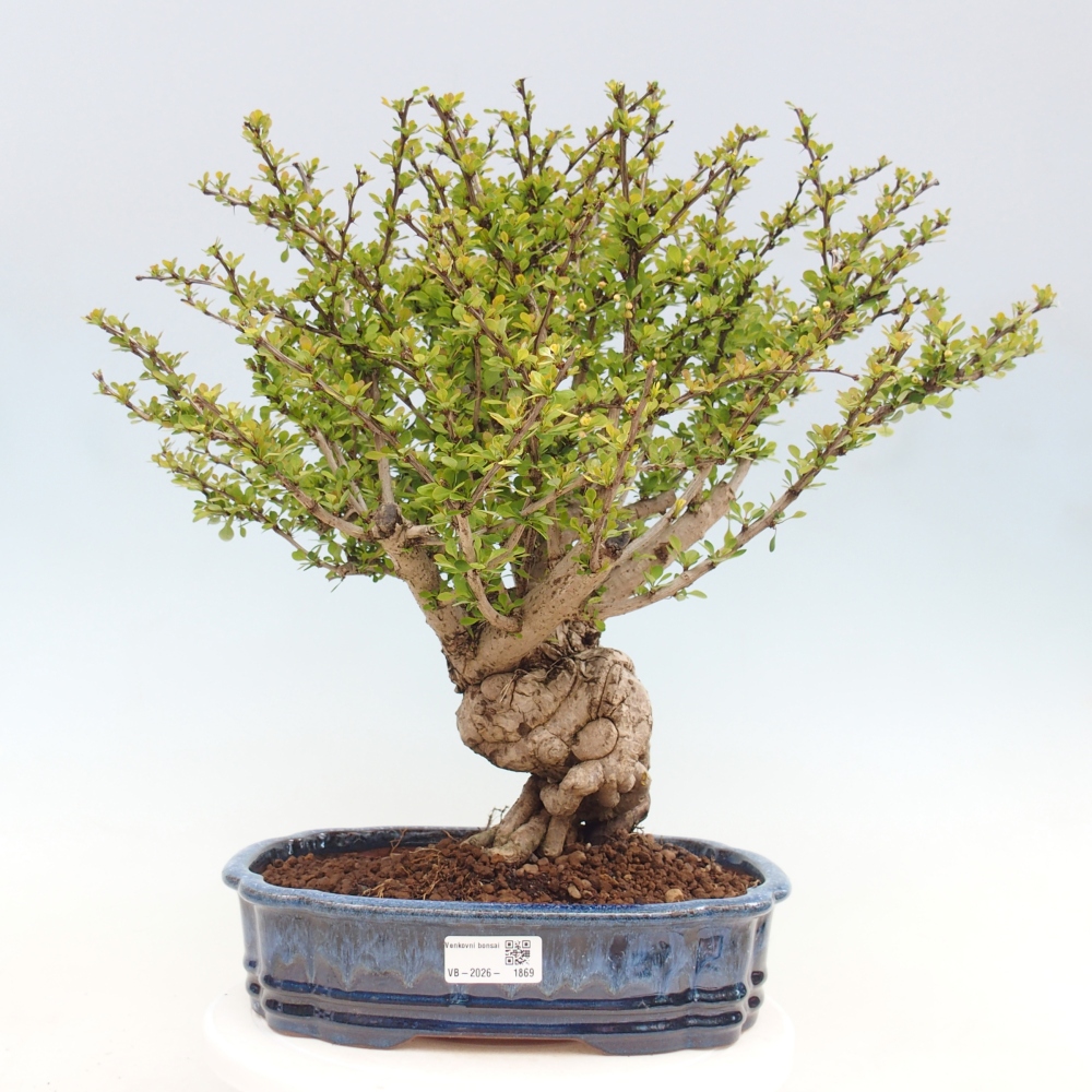 Kültéri bonsai - Berberis coreana