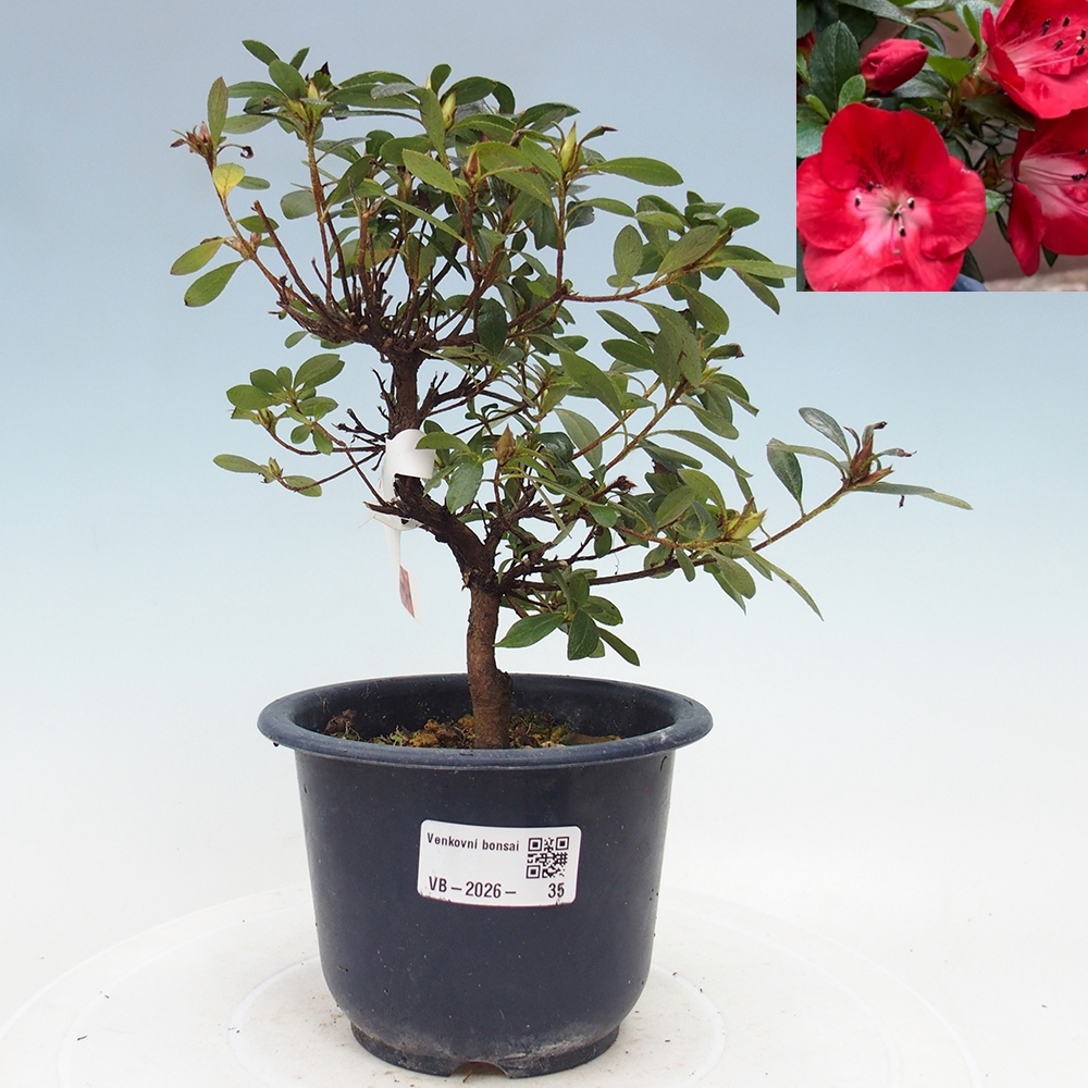 Kültéri bonsai - Japán azálea - Azalea Benibeni