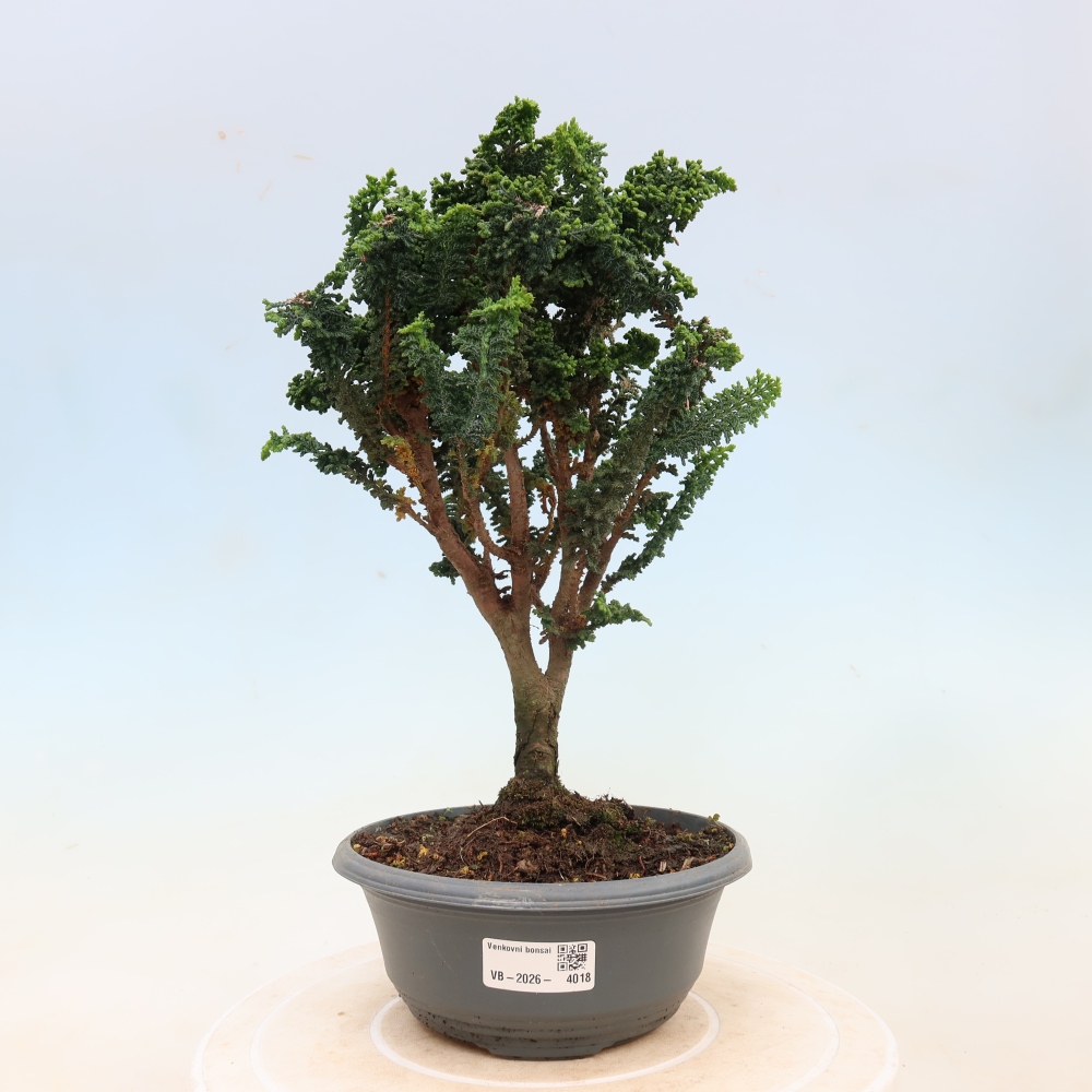 Kültéri bonsai - Cham. obtusa SEKKA HINOKI - Cifra ciprus