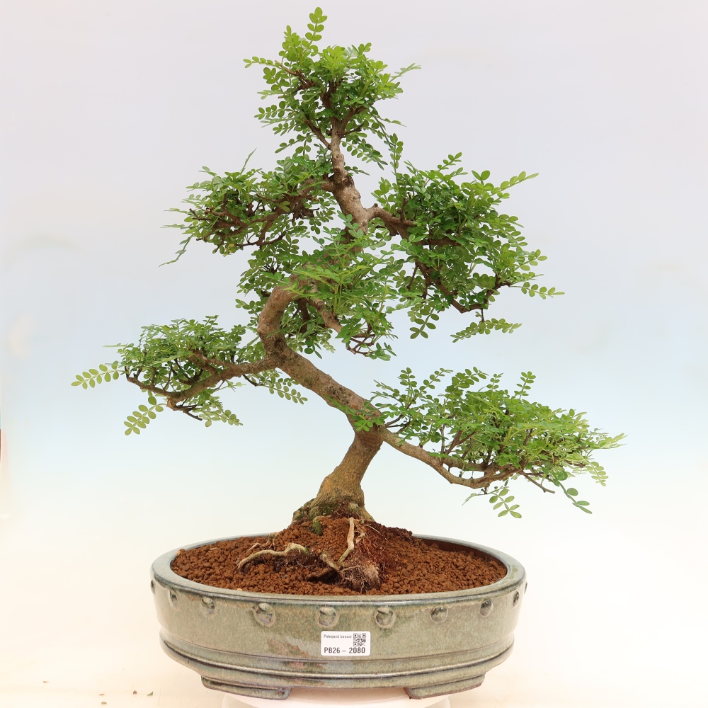 Szobai bonsai - Zantoxylum piperitum - borsfa