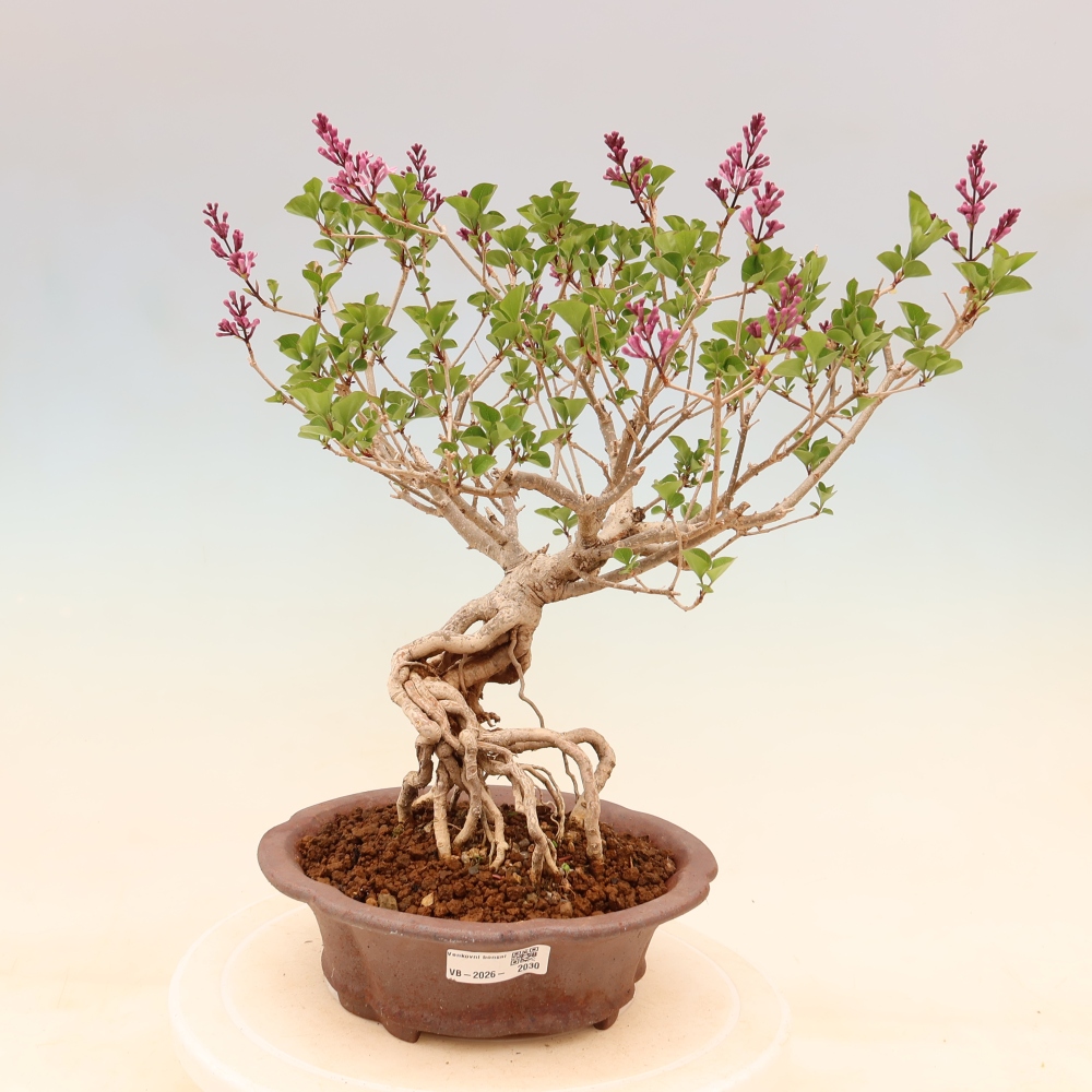 Kültéri bonsai - Syringa microphylla - kisvirágú lila