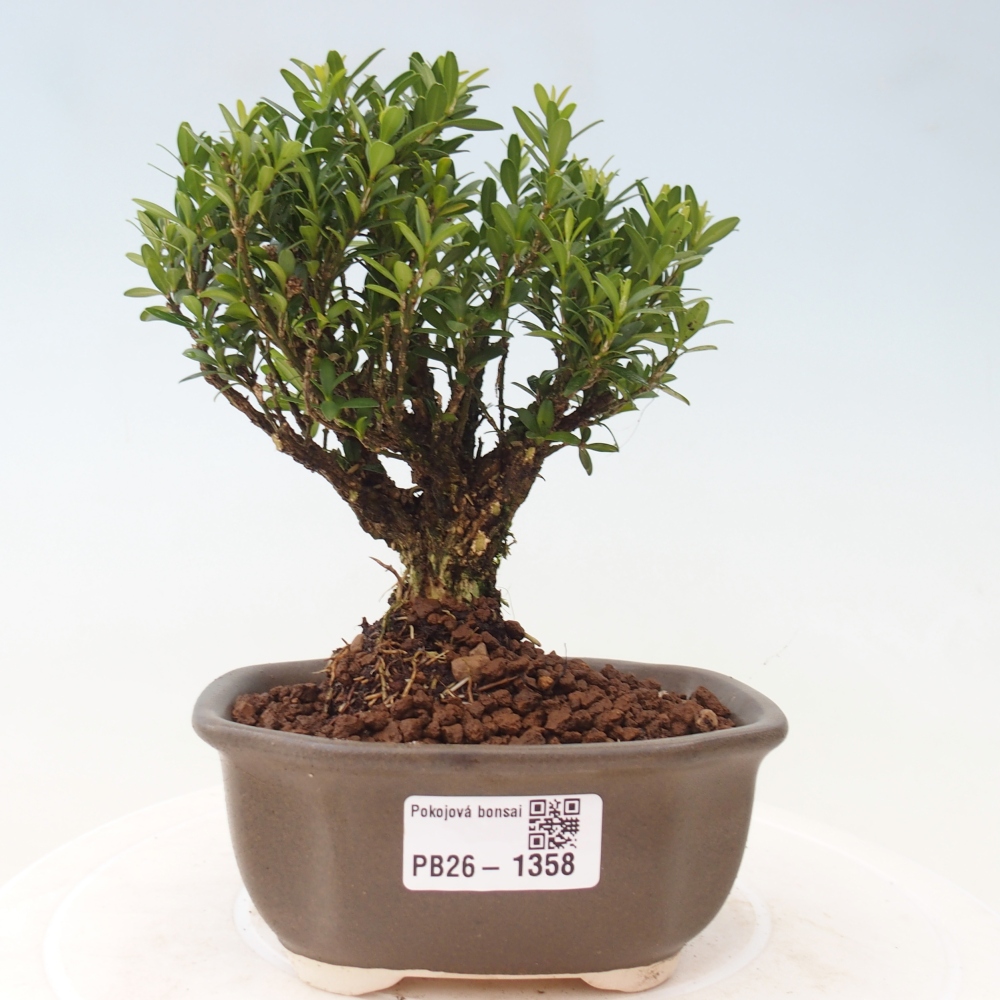 Szobai bonsai - Buxus harlandii - parafa buxus