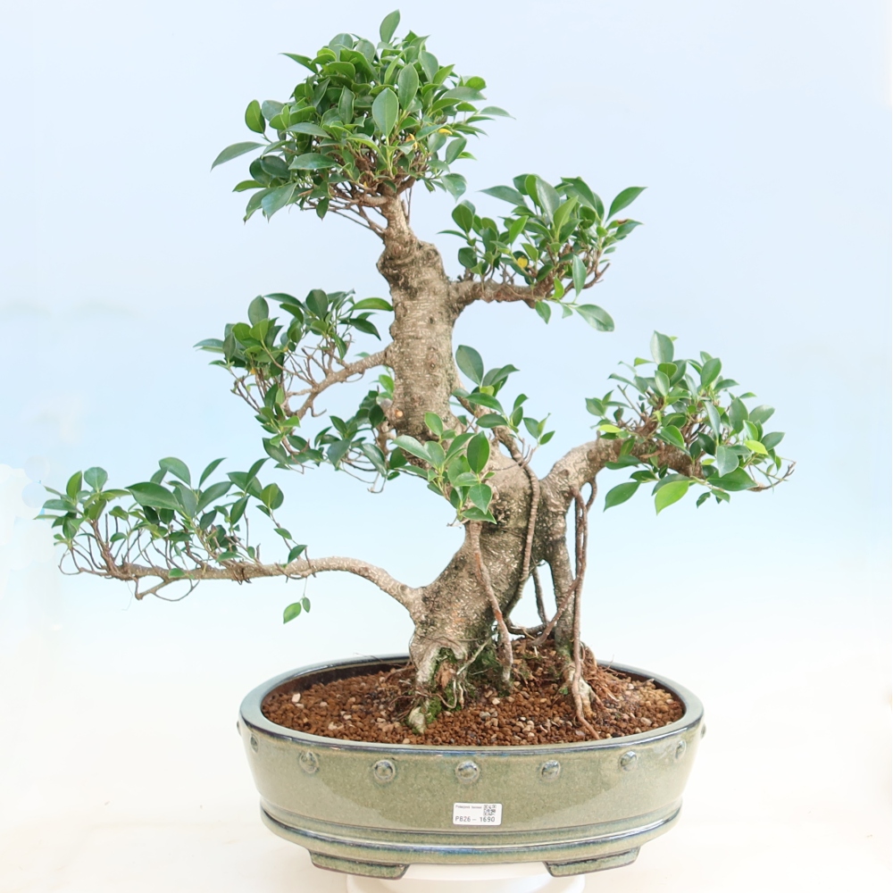 Szobai bonsai - Ficus kimmen - kislevelű fikusz