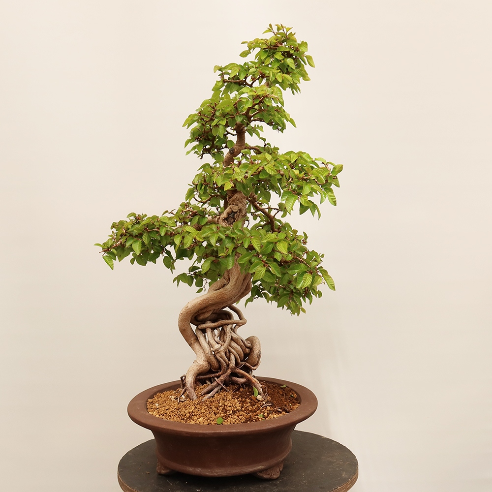 Kültéri bonsai -Carpinus Coreana - Koreai gyertyánfa